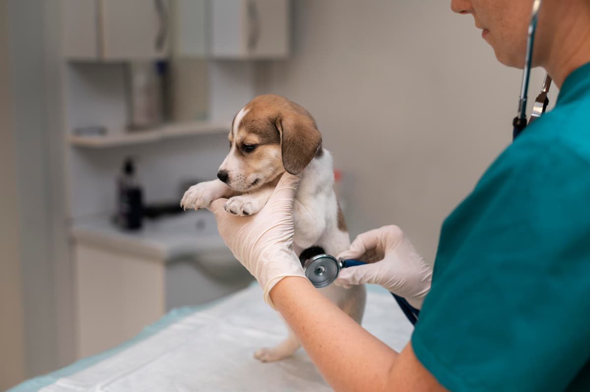 Emergency Animal Hospital: Streamlining Critical Care
