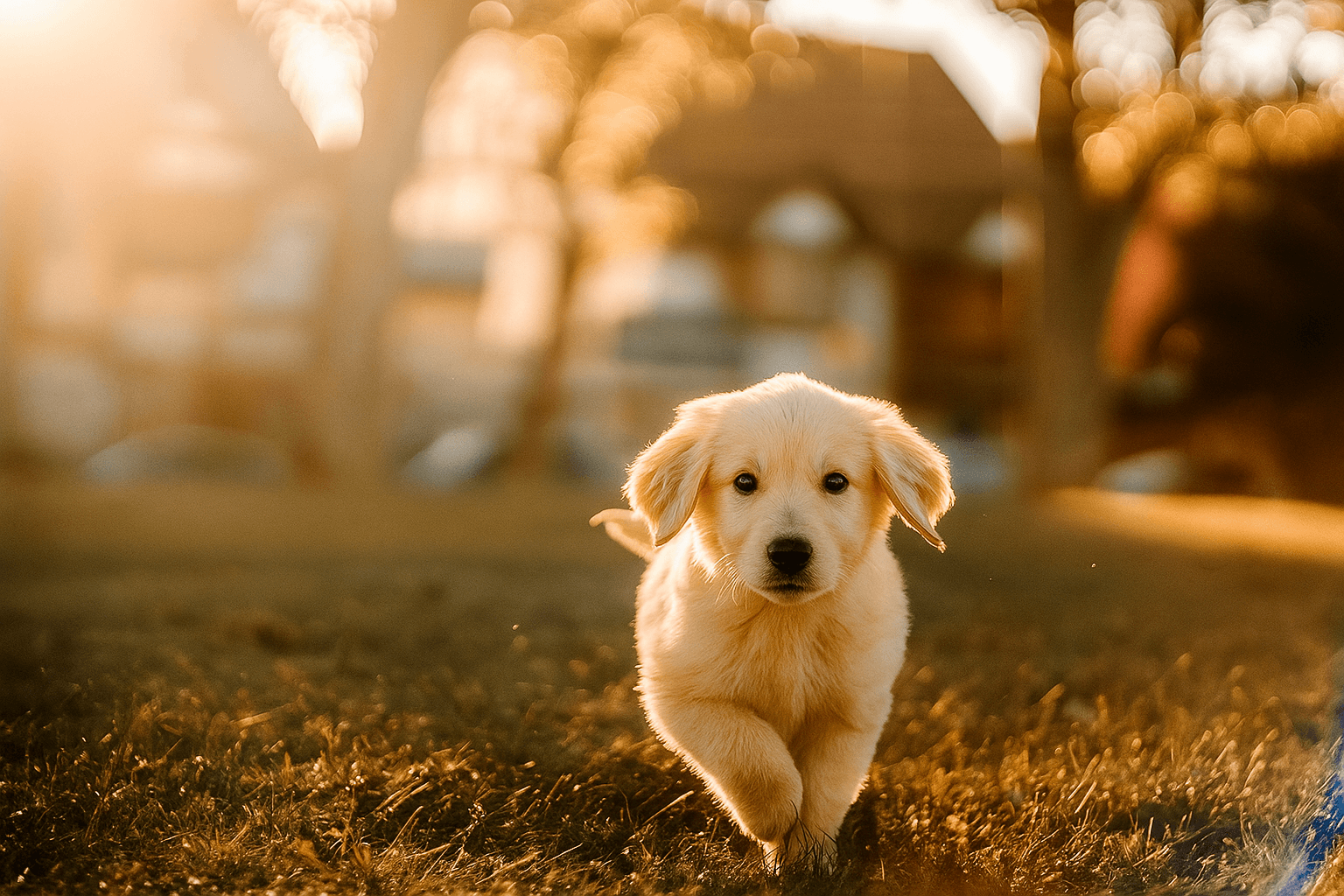 Veterinarian providing compassionate care to a happy dog in a modern veterinary clinic